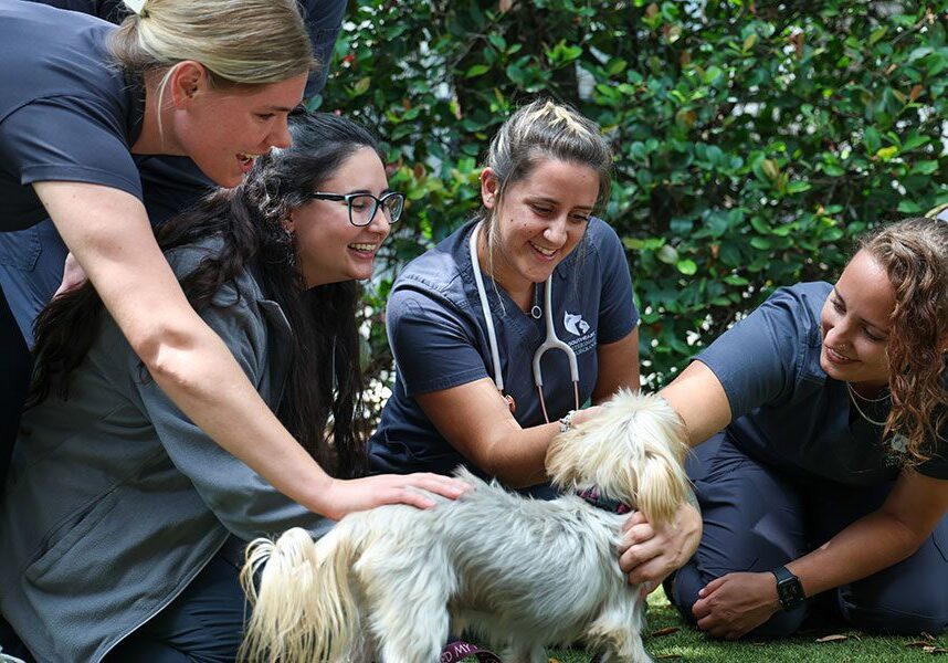 Team Working Together To Help Pet Heal
